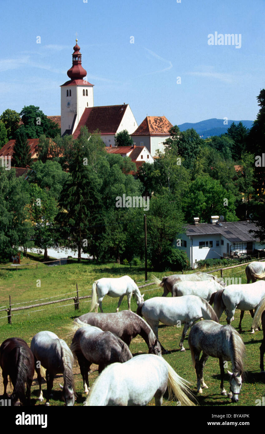 Lipizzaner Stud Piber vicino Köflach, Stiria, Austria Foto Stock