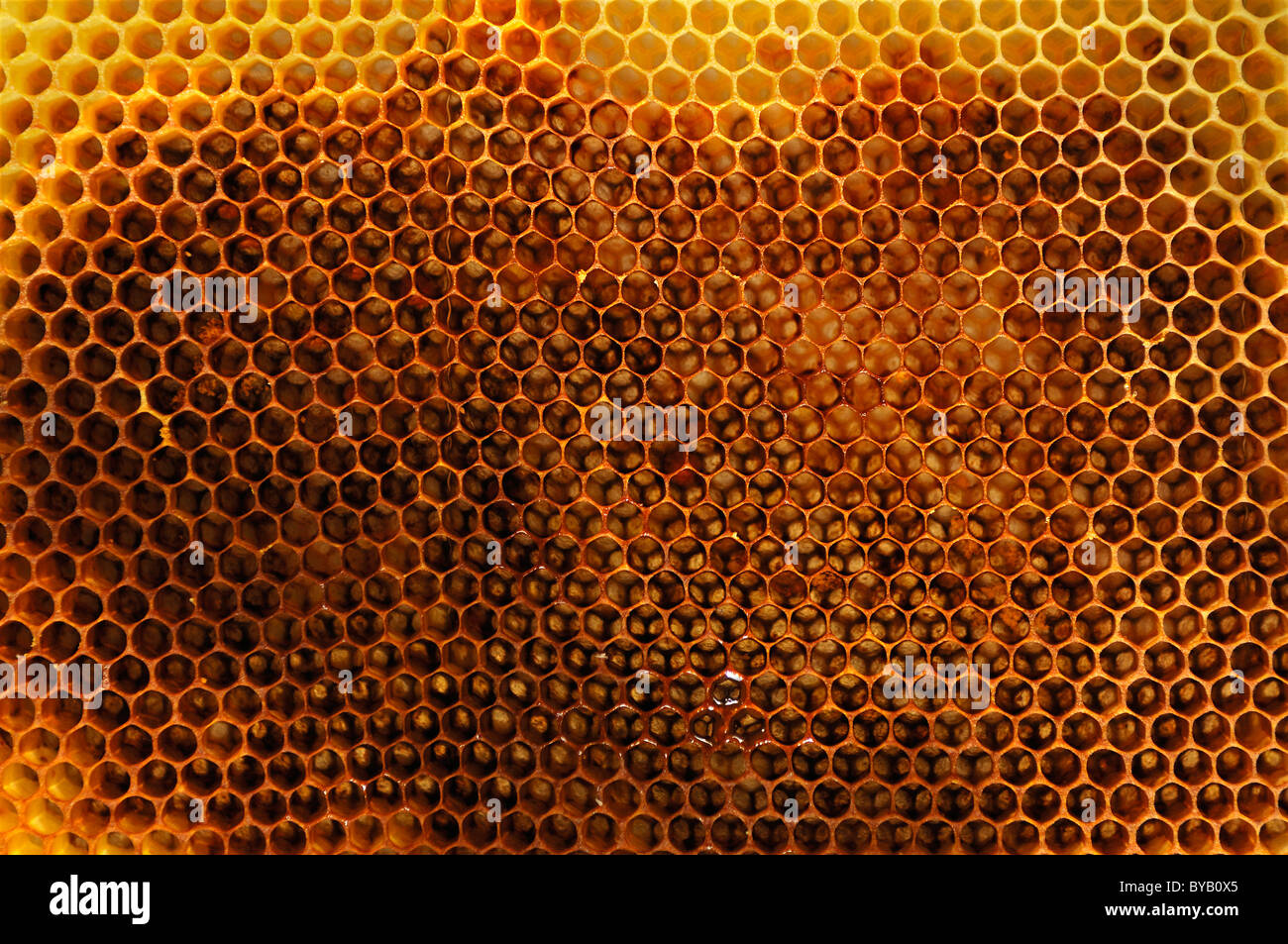 Svuotare filate favi del miele delle api (Apis) Foto Stock