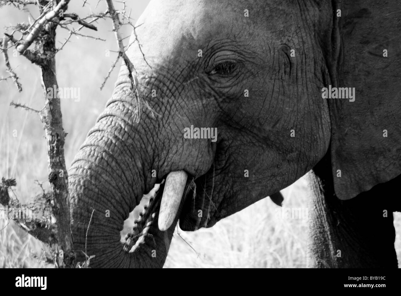 Elefante al Kruger National Park, Sud Africa Foto Stock