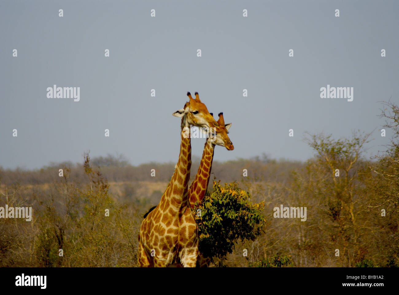 La giraffa al Kruger National Park Foto Stock