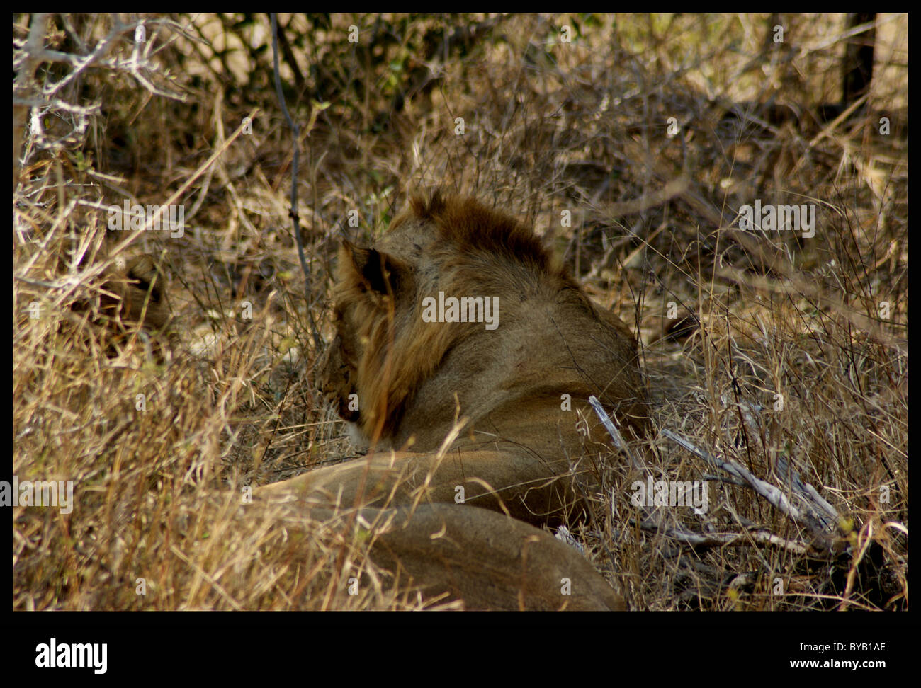 Leone al Parco Nazionale di Kruger, Sud Africa Foto Stock