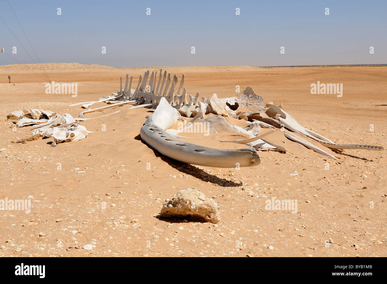 Balena gigantesca tela giacente sulla spiaggia, Banc d' Arguin, Mauritania, Africa nord-occidentale Foto Stock