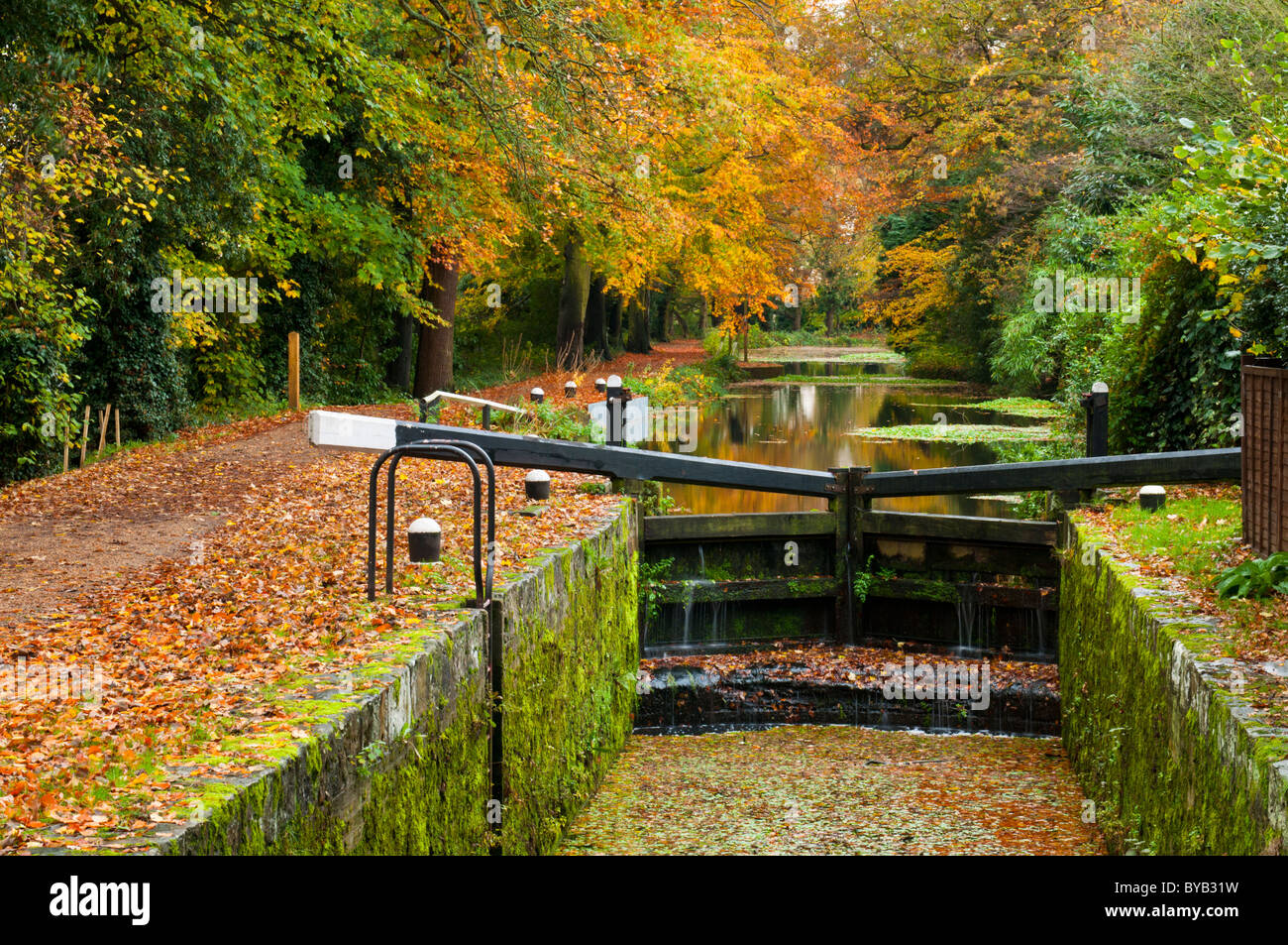 Basingstoke Canal in autunno, vicino a Woking, Surrey, Regno Unito Foto Stock