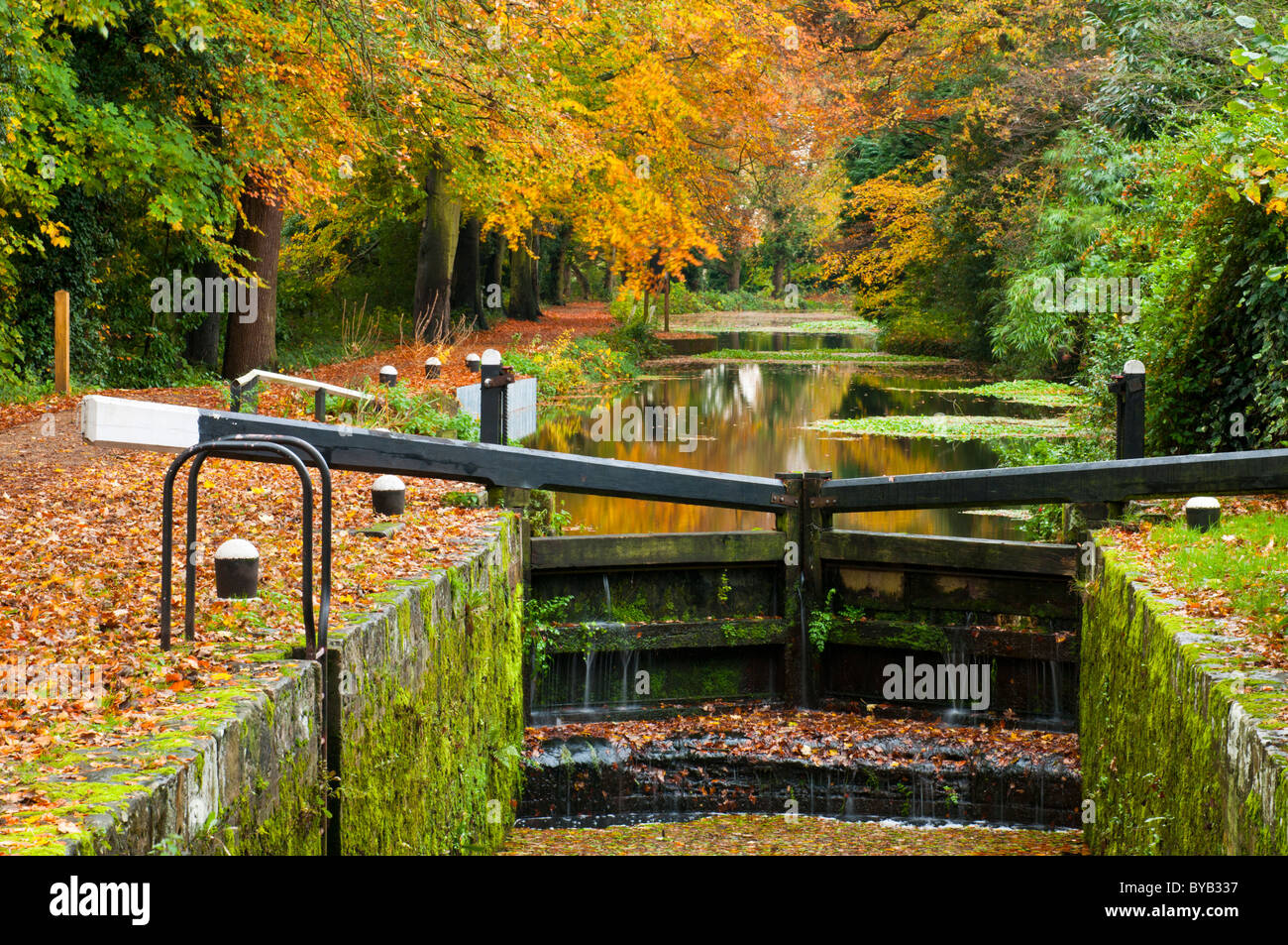 Basingstoke Canal in autunno, vicino a Woking, Surrey, Regno Unito Foto Stock