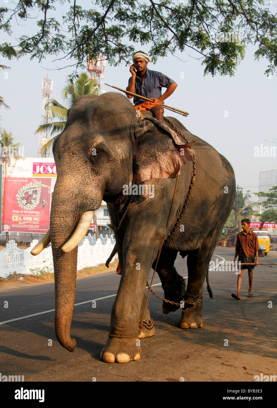 Elefante asiatico (Elephas maximus), lavorando elefante su strada, elefante trainer, Ernakulam, Ochanathuruthu, Kerala, India, Asia Foto Stock