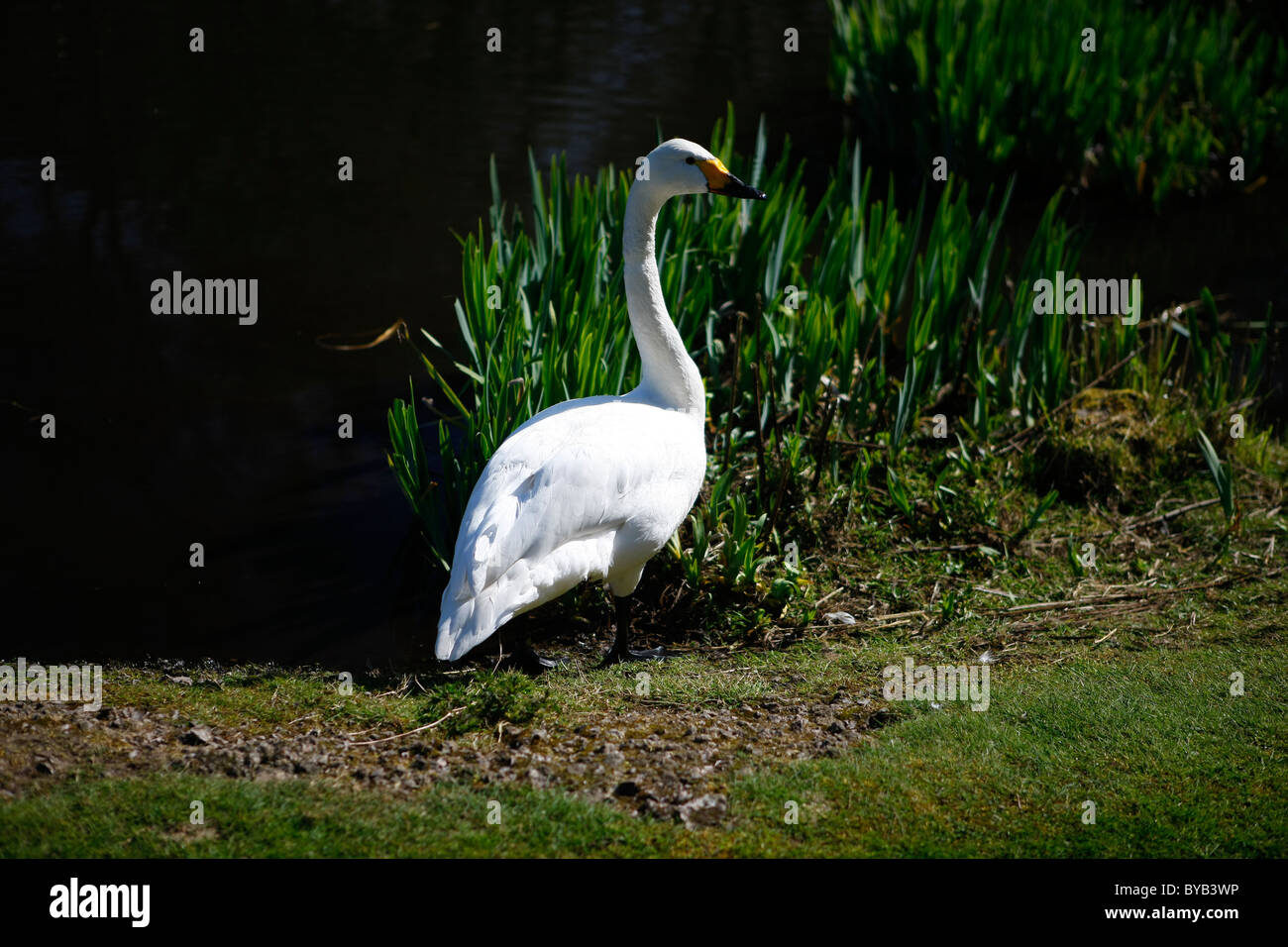 Un ritratto di un Whooper Swan presso gli stagni a bordo. Foto Stock