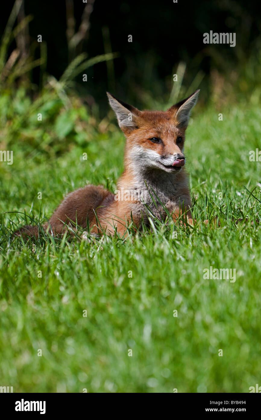 Red Fox cub in posa Foto Stock