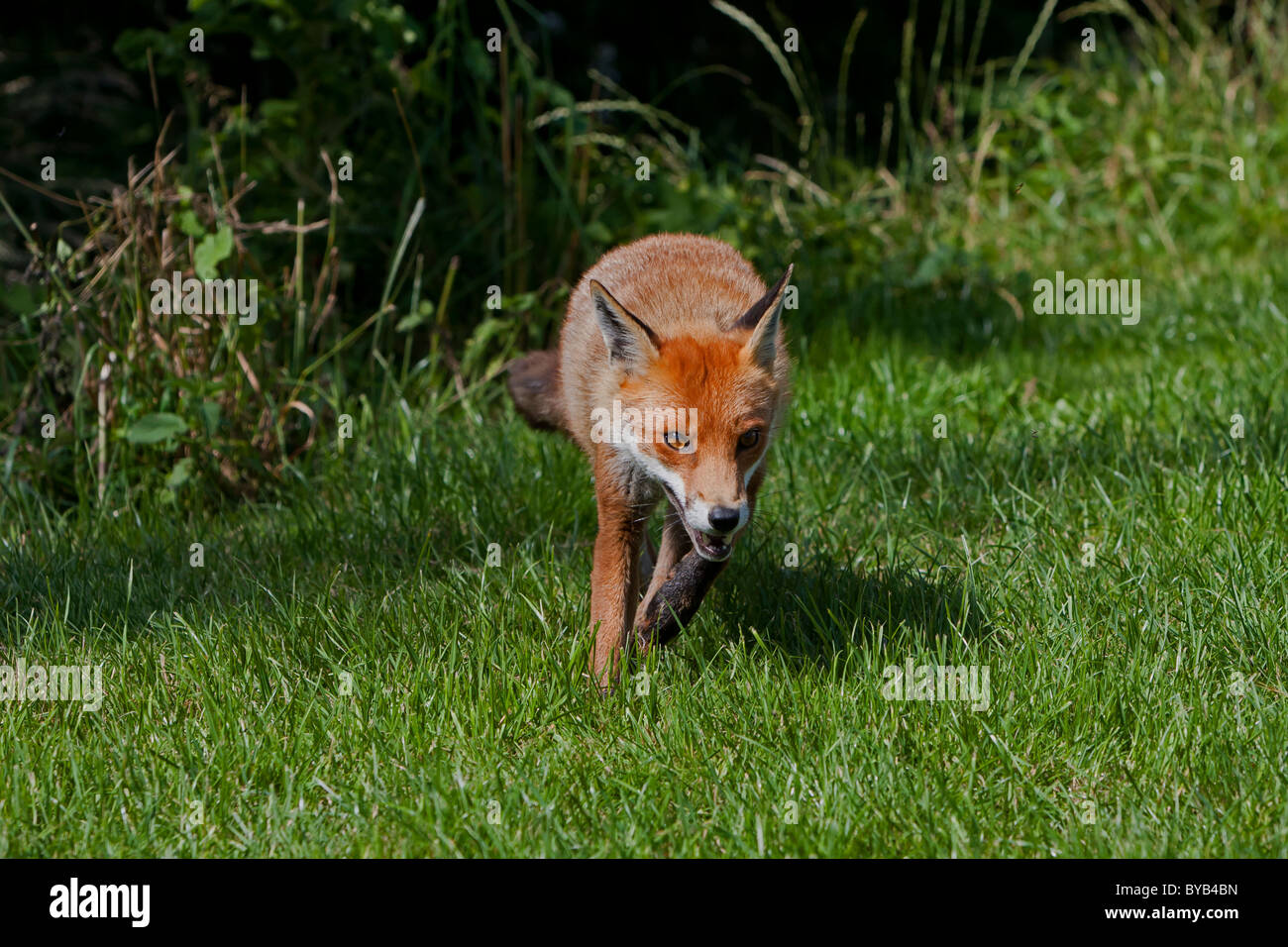 La carica Volpe rossa Vulpes vulpes Foto Stock