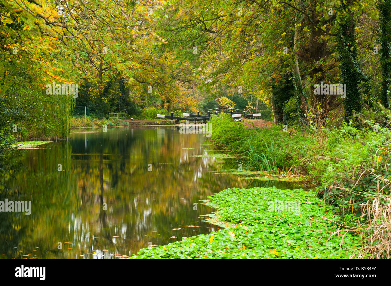 Basingstoke Canal in autunno, vicino a Woking, Surrey, Regno Unito Foto Stock