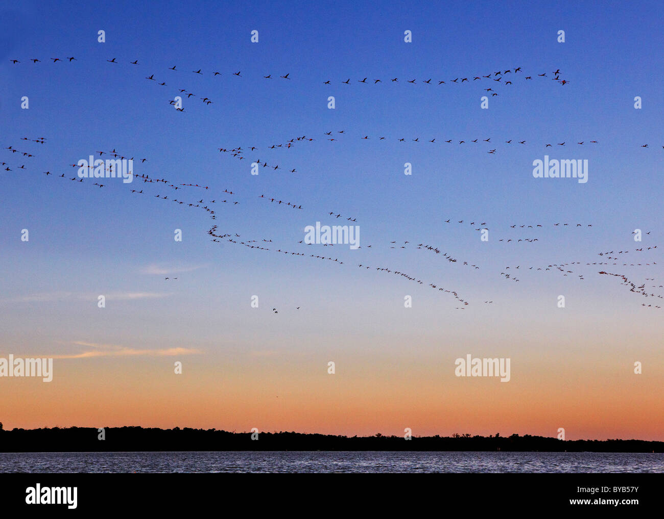 Fenicotteri rosa volare alla riserva nazionale di Celestun Yucatan Messico Foto Stock