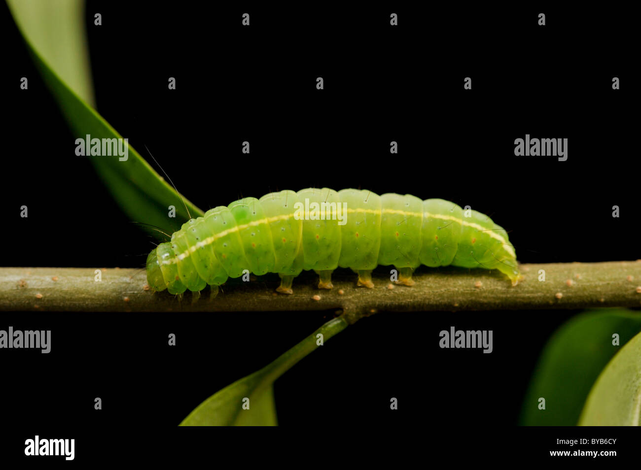 Falena invernale (Operophtera brumata) caterpillar Foto Stock