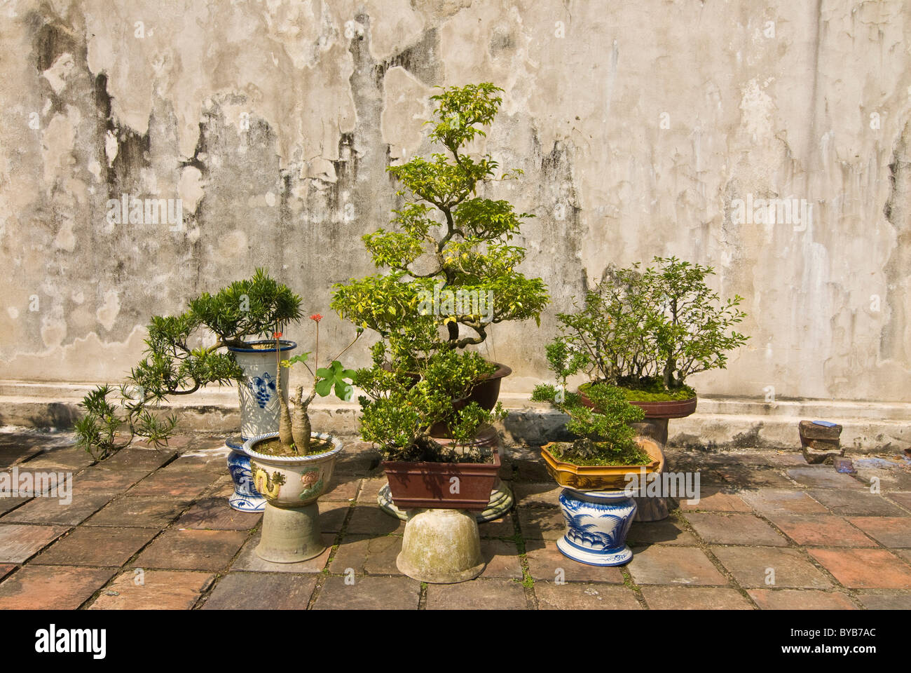 Alberi di Bonsai davanti a un tempio, la tonalità, il Vietnam Asia Foto Stock