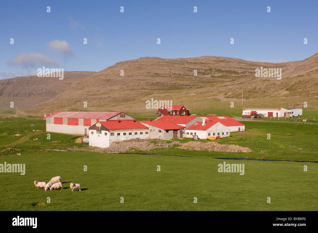 Agriturismo con campi e pecore, Patreksfjoerdur, Islanda, Europa Foto Stock