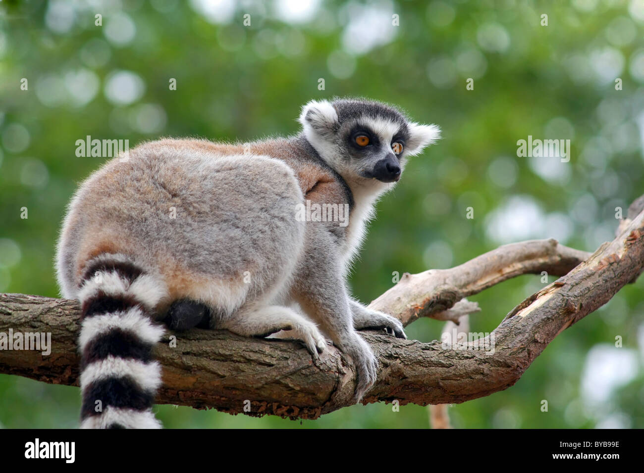 Lemur Catta Foto Stock