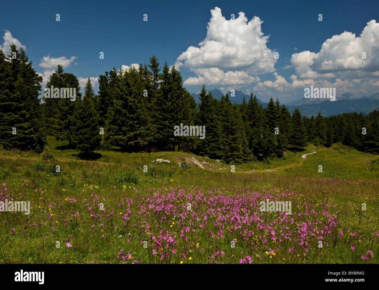 Prato alpino con fiori di colore rosa, il percorso e la foresta, Stiria, Austria, Europa Foto Stock