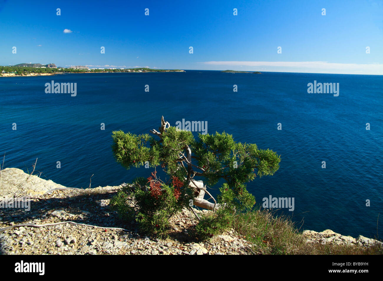 Il ginepro bush contro un mare calmo, tipica foresta mediterranea, Ibiza, Spagna, Europa Foto Stock