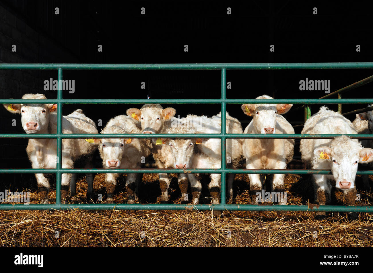 Sei giovani francese Charolais bovini in un aperto stabile o stalla fredda, Illhaeusern, Alsazia, Francia, Europa Foto Stock