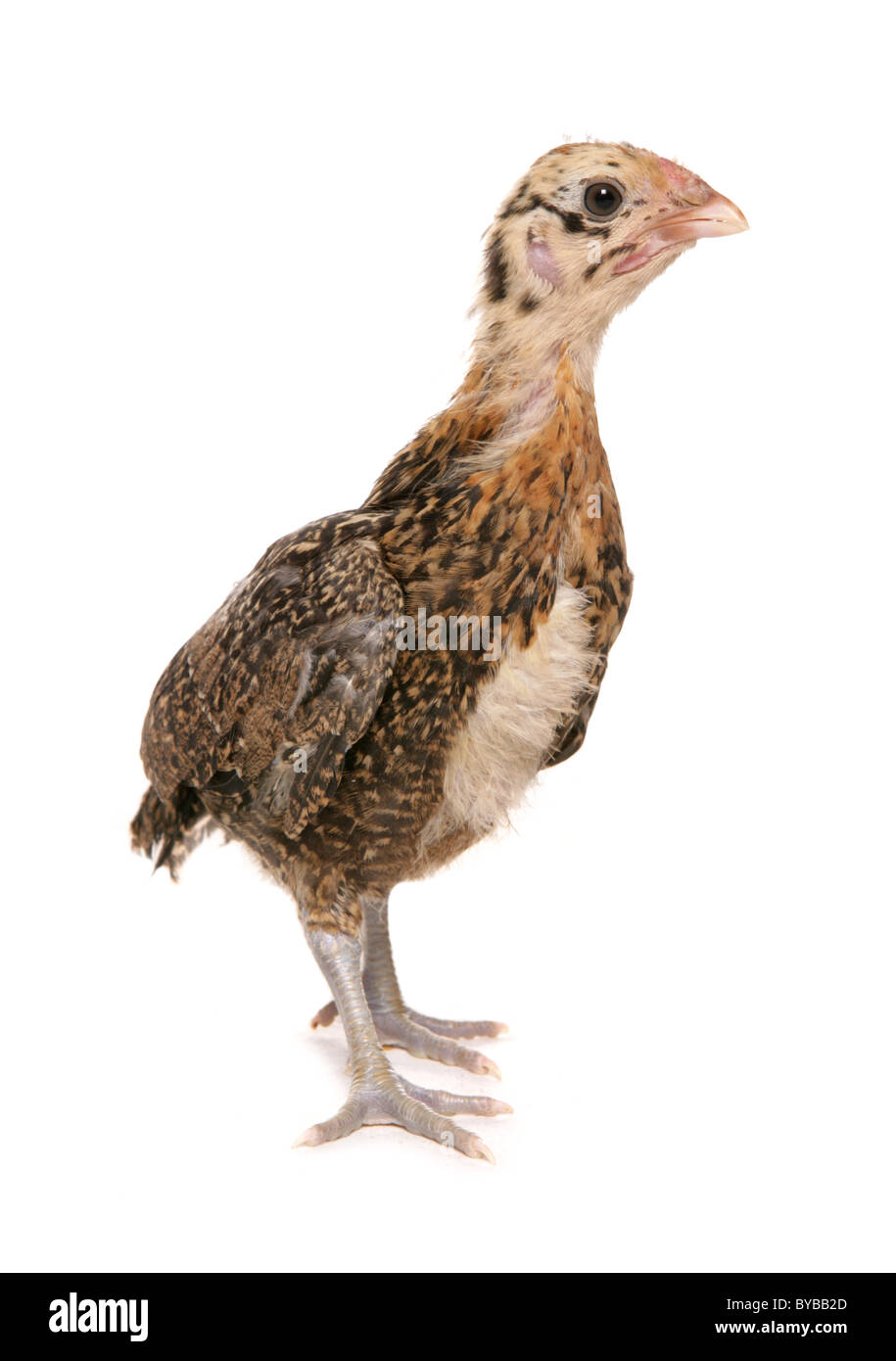 Bantam pekin pollo in piedi in un studio Foto Stock