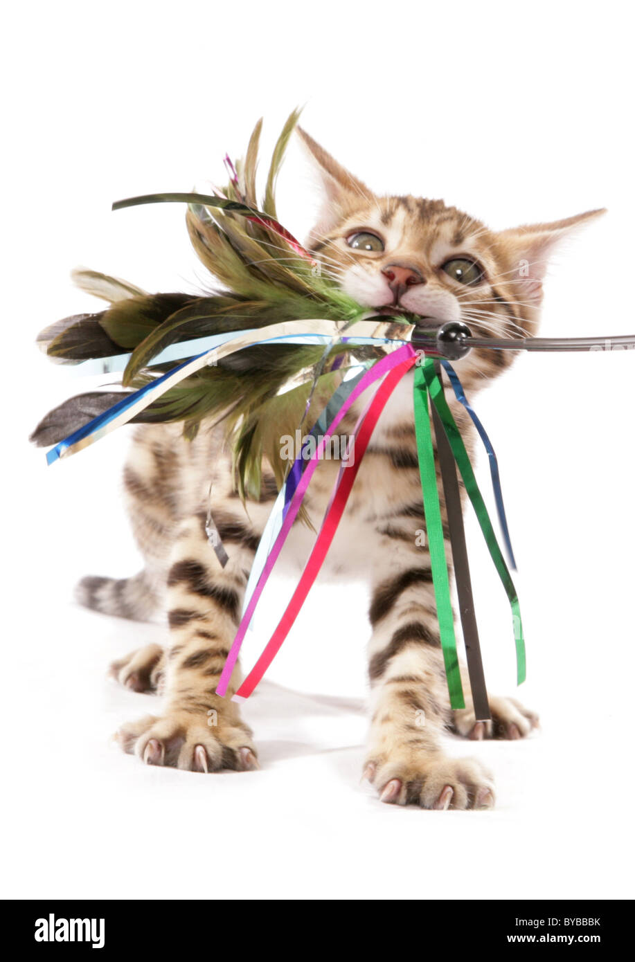 Il Bengala gattino wrestling con toy ritratto in studio Foto Stock