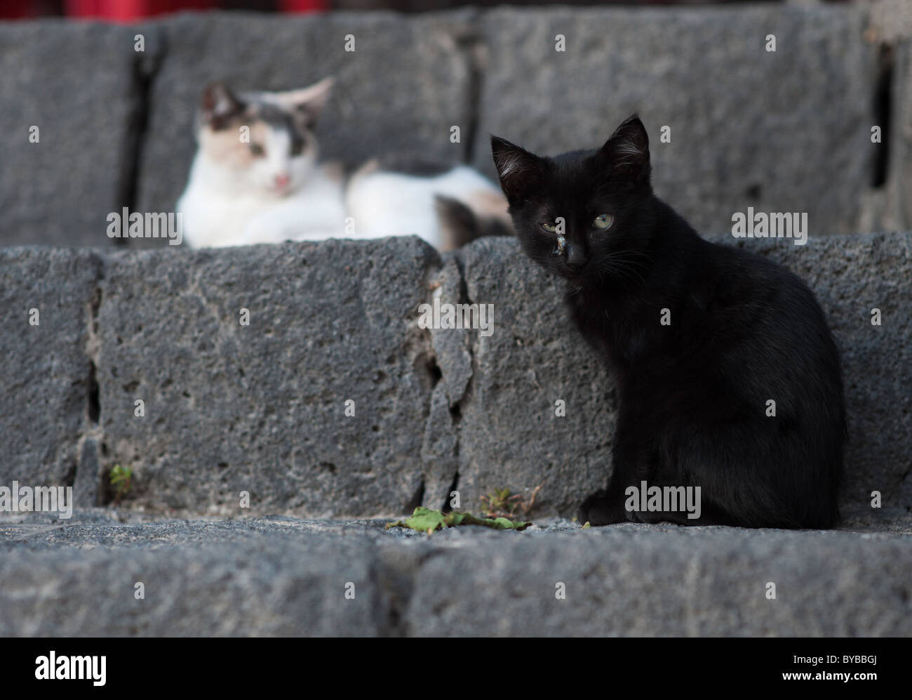 I gatti randagi in Tazacorte, La Palma Isole Canarie Spagna Foto Stock