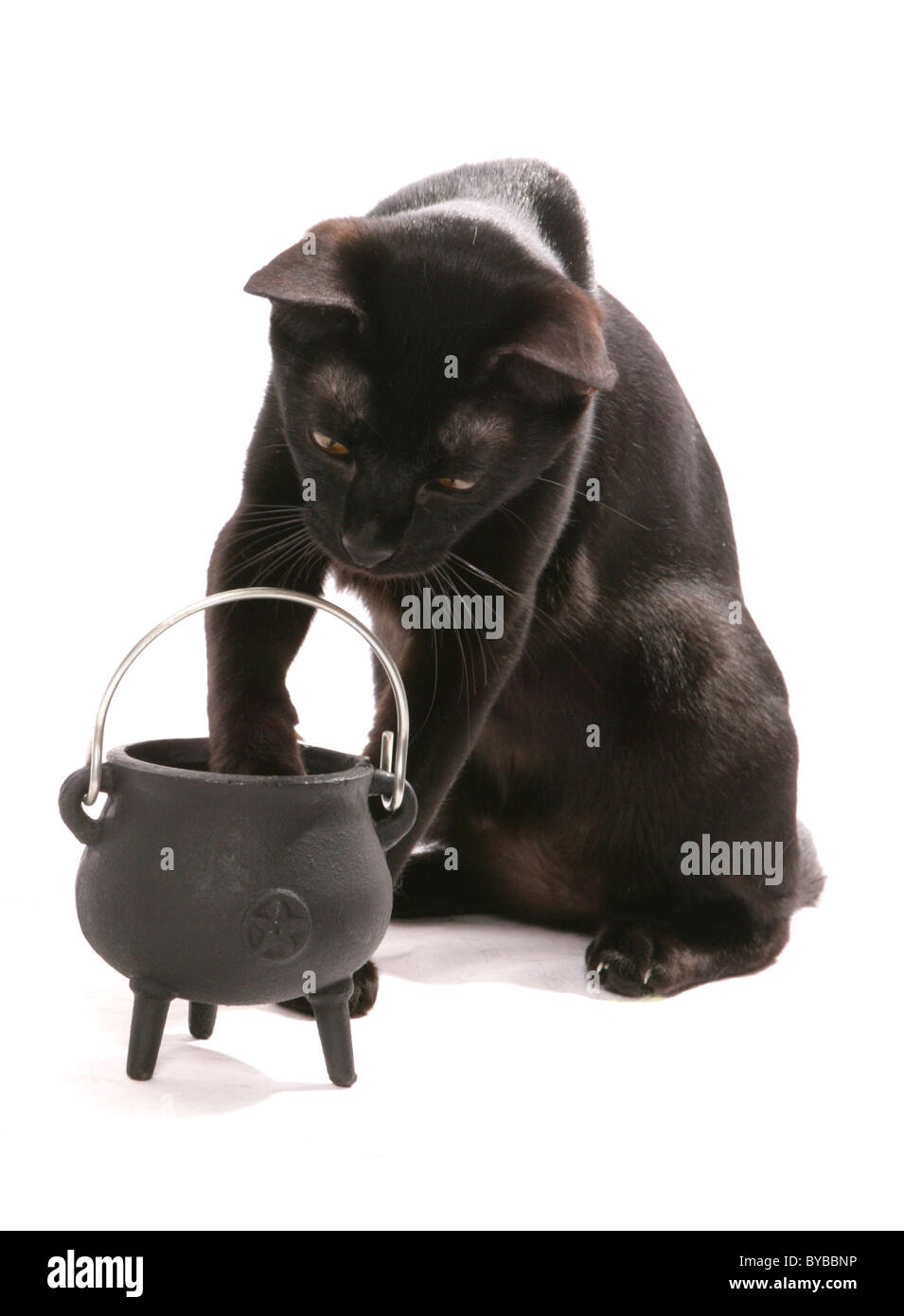 Nero gatto Bombay con calderone ritratto in studio Foto Stock