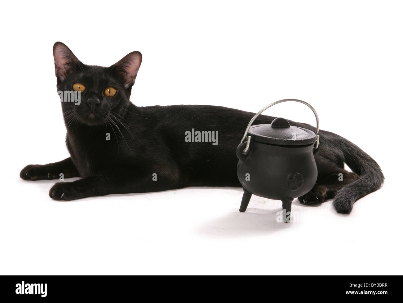 Nero gatto Bombay con calderone ritratto in studio Foto Stock