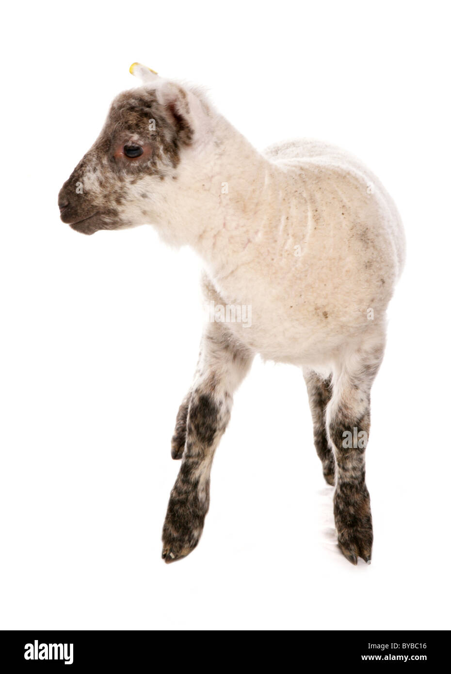 Unica croce suffolk muel agnello in piedi in un studio Foto Stock