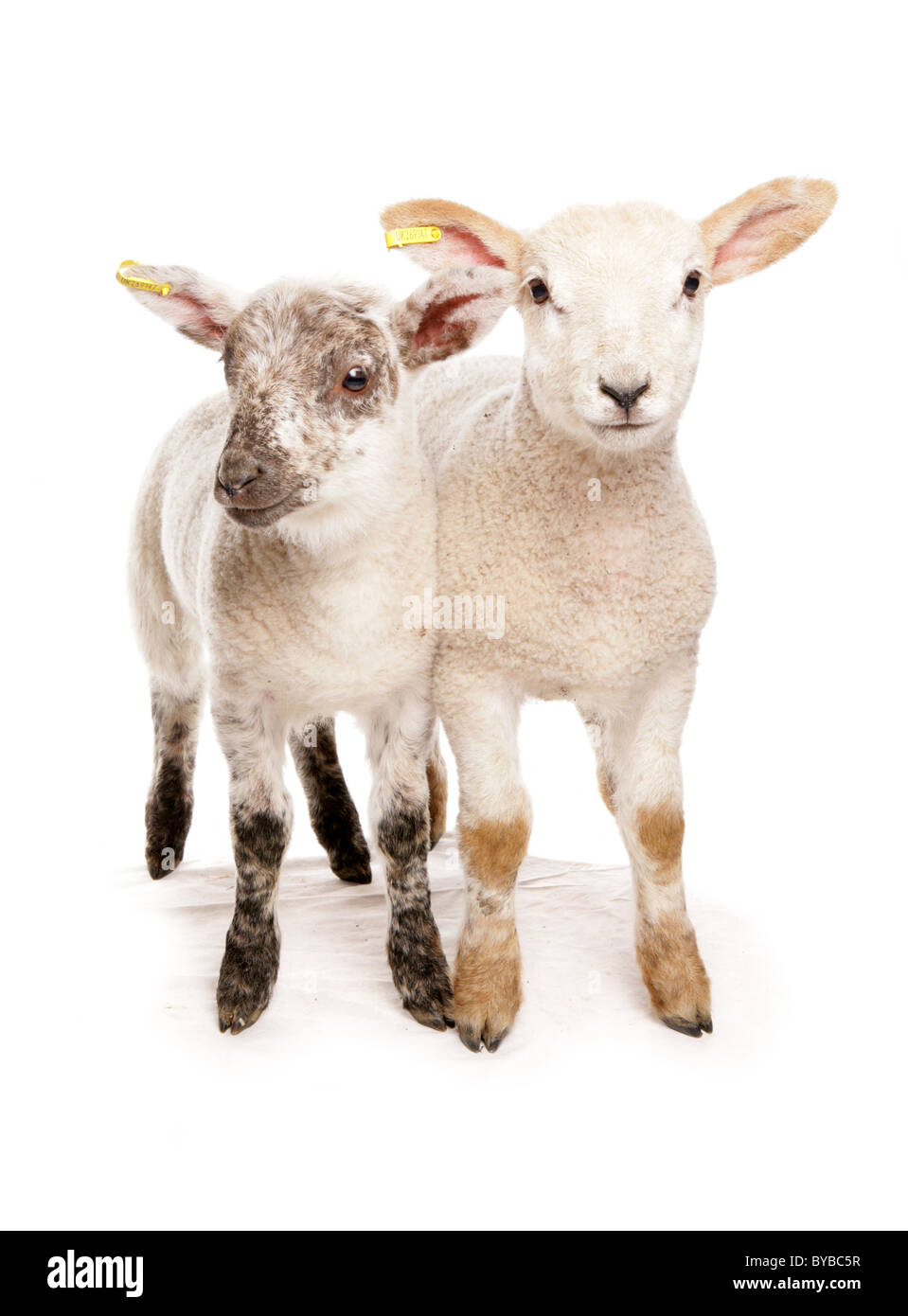 Due suffolk cross muel agnelli in piedi in un studio Foto Stock