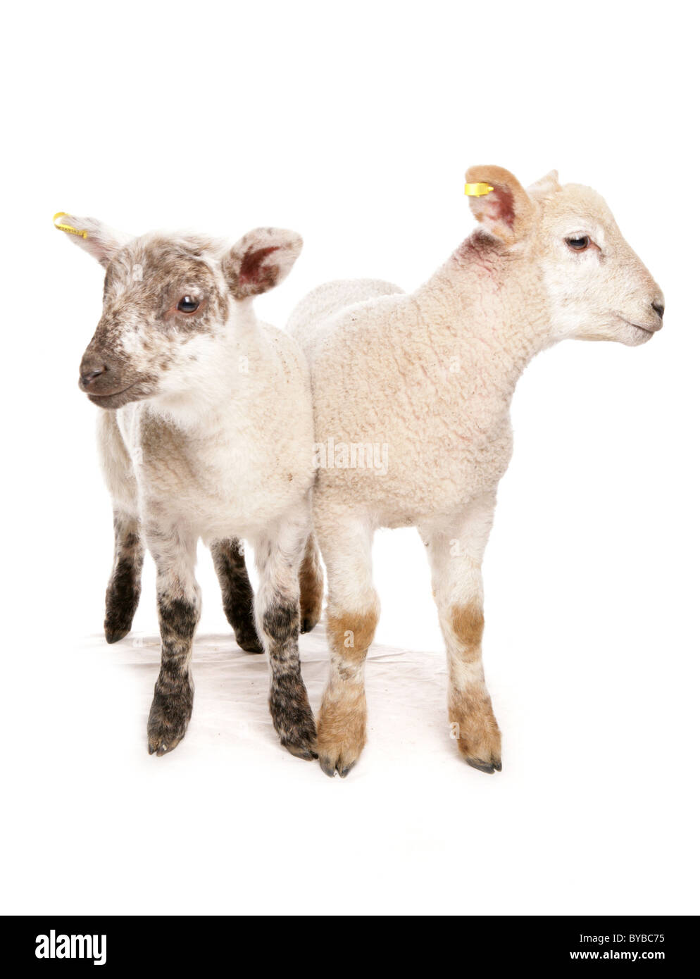 Due suffolk cross muel agnelli in piedi in un studio Foto Stock