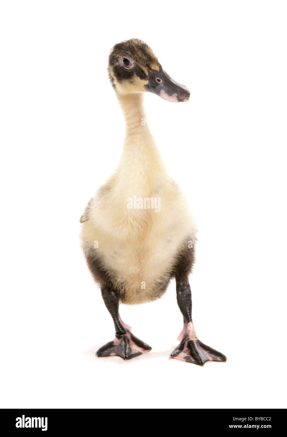 Indian runner baby anatroccolo in piedi in un studio Foto Stock