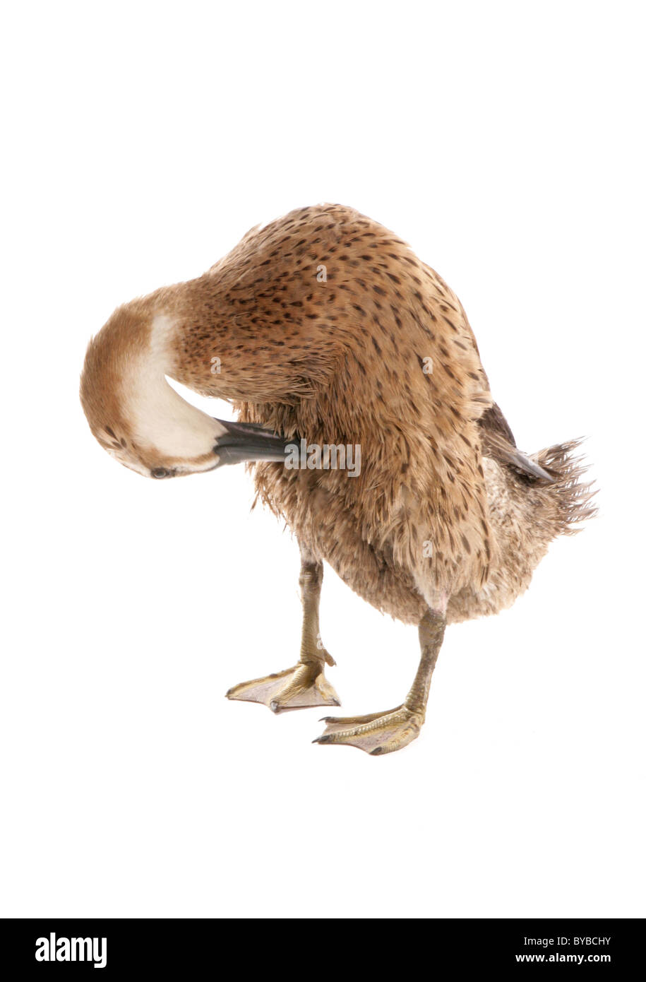Indian runner adult duck in piedi in un studio Foto Stock