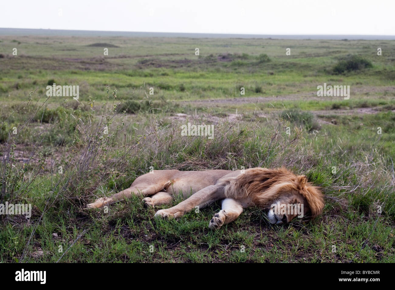 Lion di prendere un periodo di riposo nel Parco Nazionale del Serengeti, Tanzania Foto Stock