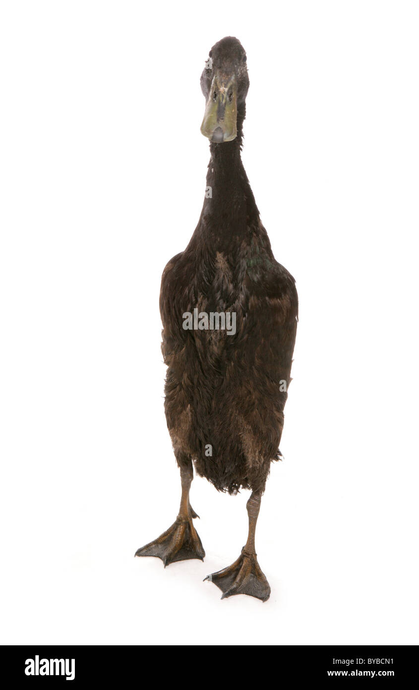 Indian runner adult duck in piedi in un studio Foto Stock