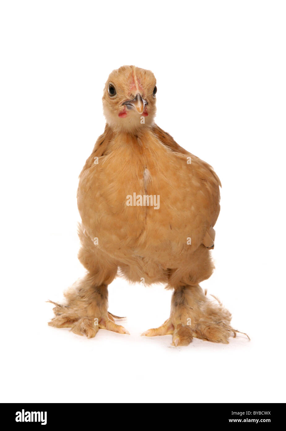 Bantam buff pekin pollo in piedi in un studio Foto Stock