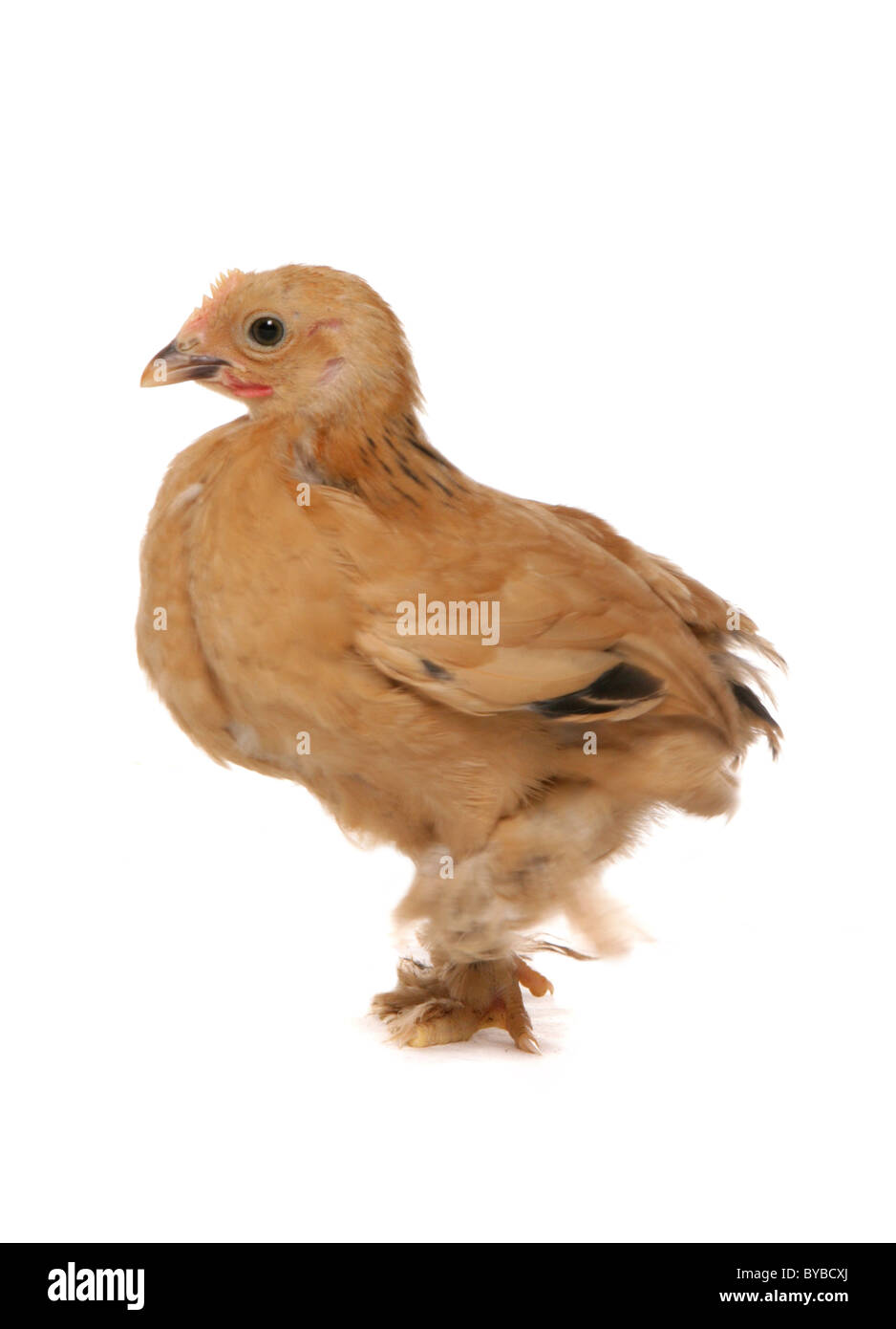 Bantam buff pekin pollo in piedi in un studio Foto Stock