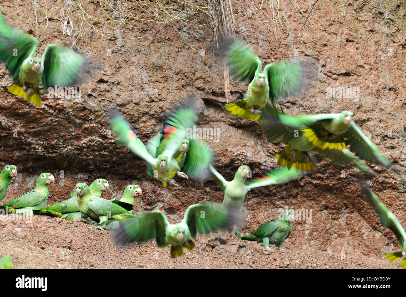 Amazona farinosa parrot in Yasuni N.P. in Ecuador Foto Stock