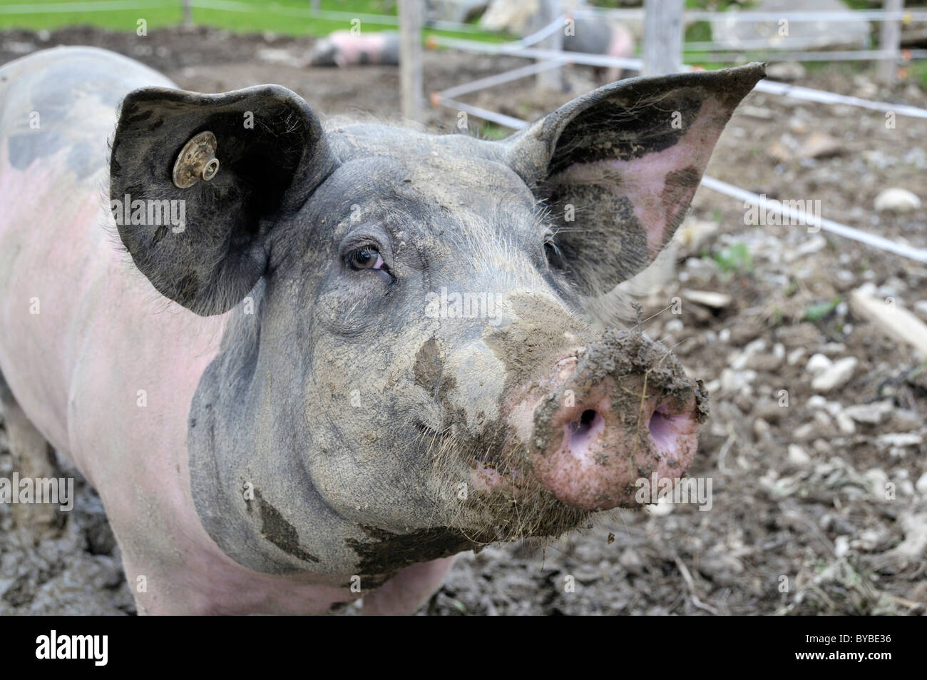 Libera interna gamma di maiale (Sus scrofa domestica), Tedesco a doppio spiovente razza, Germania, Europa Foto Stock