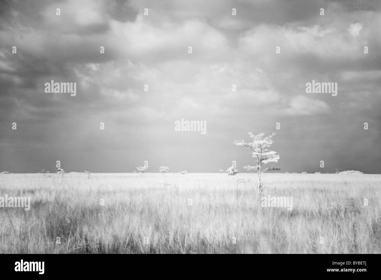 In questa fotografia a raggi infrarossi, a pa-hay-okee si affacciano, i visitatori possono vedere non finisce mai di tratto di terreno pianeggiante con un albero occasionale. Foto Stock