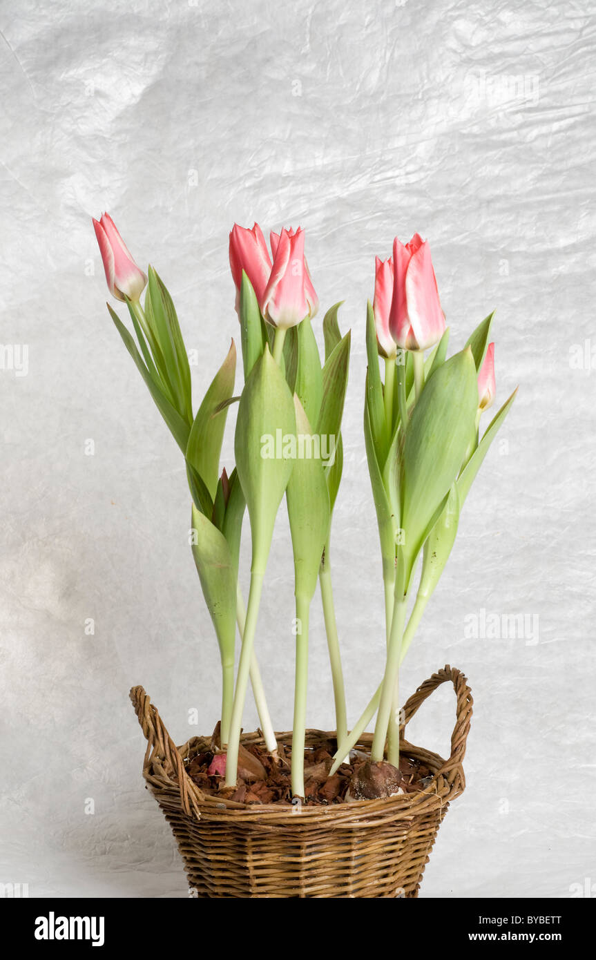 Gruppo di giardino rosa tulipani in un cesto bianco su sfondo a trama Foto Stock