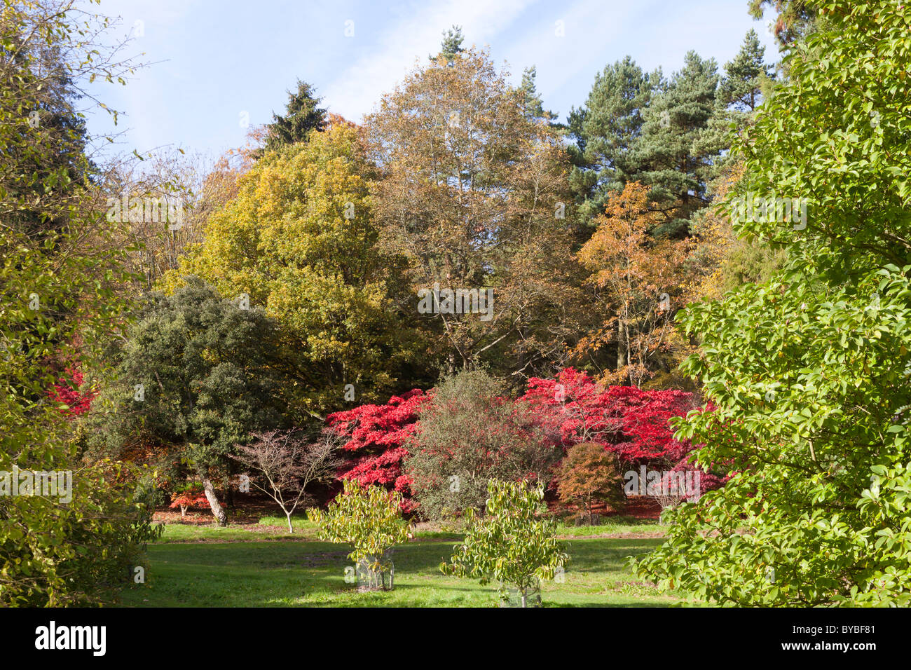 I colori autunnali nei Costwolds a Batsford Arboretum, Batsford Park, Gloucestershire Foto Stock