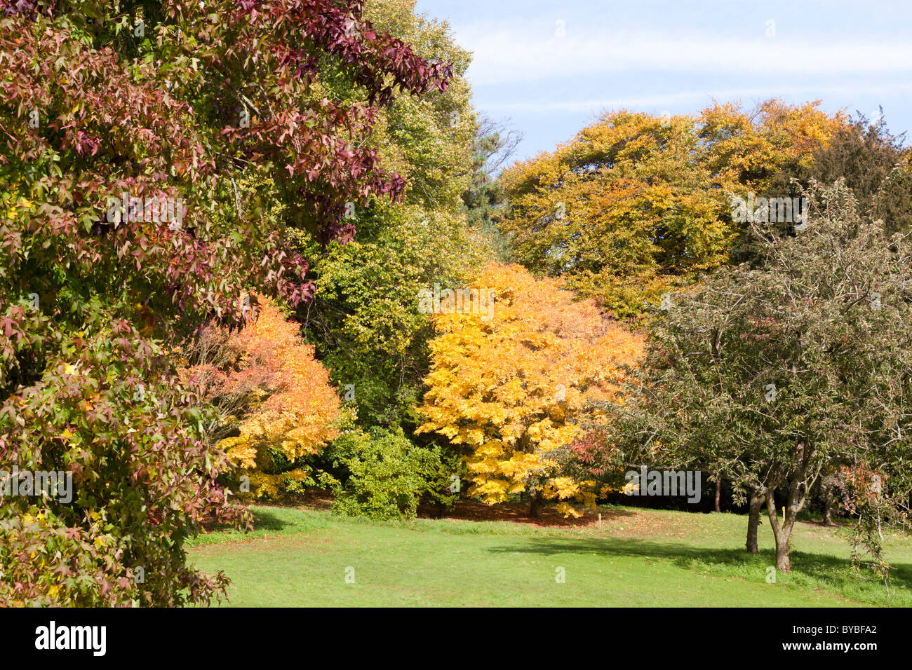 I colori autunnali nei Costwolds a Batsford Arboretum, Batsford Park, Gloucestershire Foto Stock