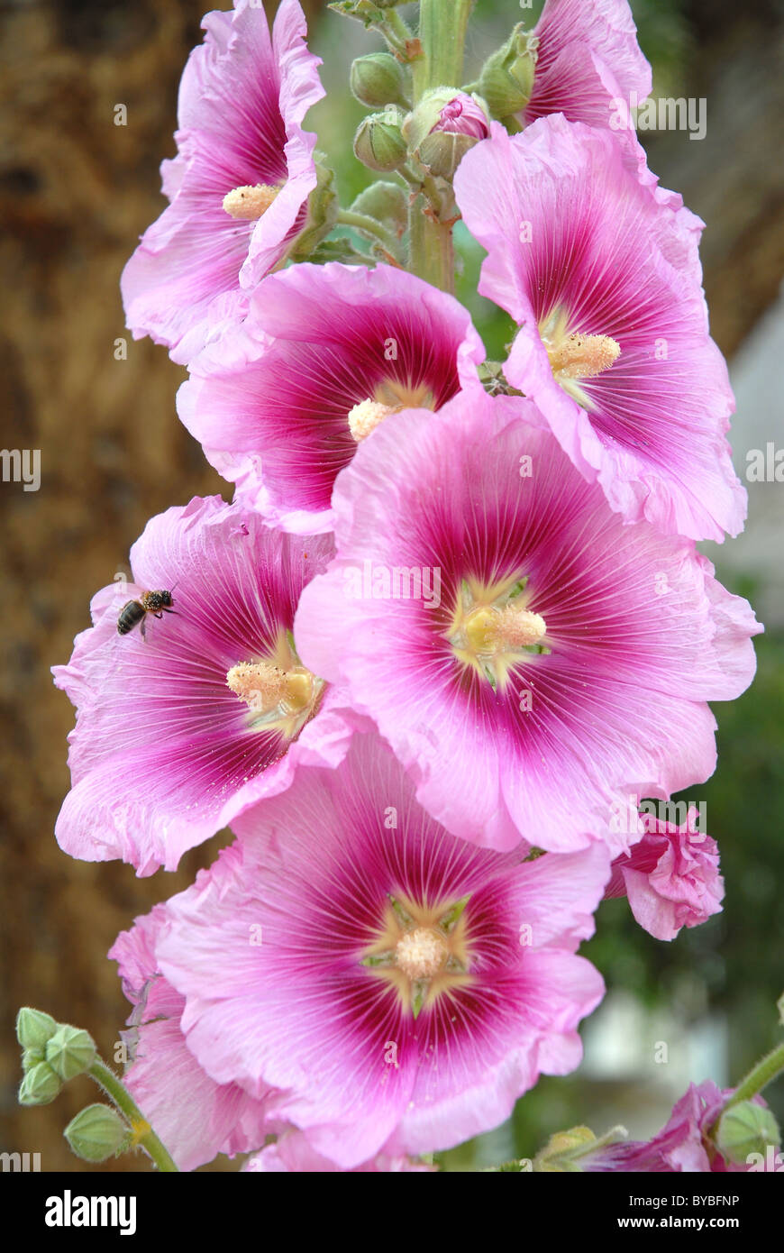 Primo piano pink hollyhocks (Alcea rosea) Fiori con un honney bee (API) Foto Stock