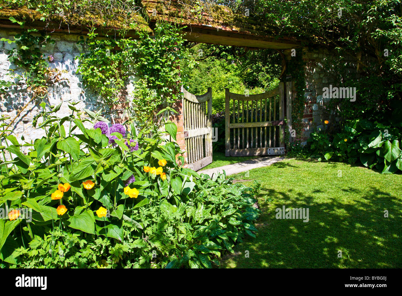 Aprire un giardino in legno cancello in un paese di lingua inglese giardino in estate con Papavero californiano e viola allium in primo piano. Foto Stock