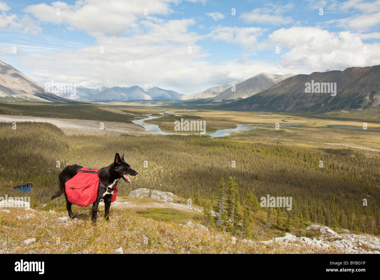 Pack cane, Alaskan Husky Sled Dog, portante un pacco di cane, zaino, Wind River e Mackenzie montagne dietro, Yukon Territory Foto Stock