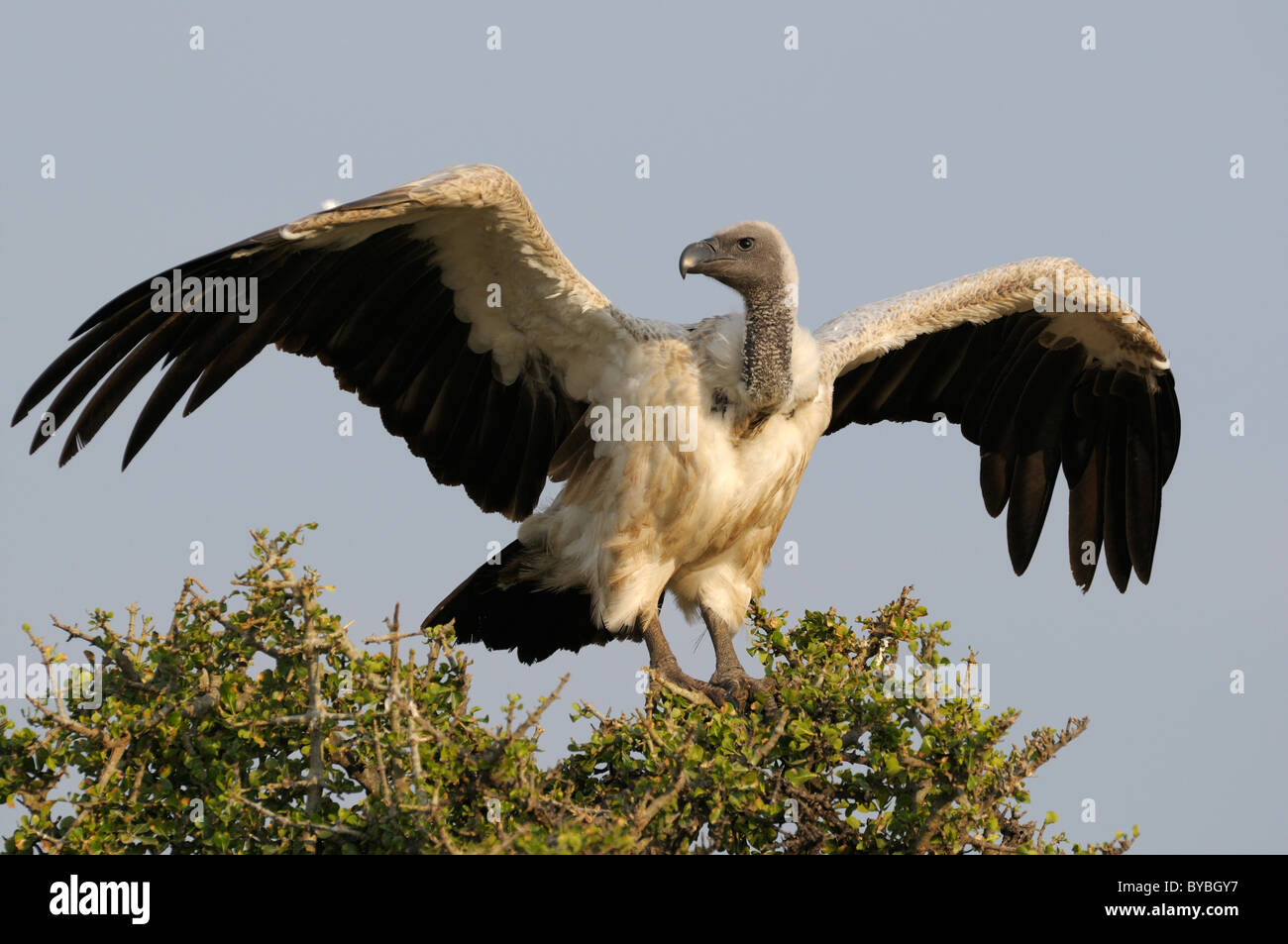 White-backed vulture (Gyps africanus), arroccato, il Masai Mara riserva nazionale, Kenya, Africa Foto Stock