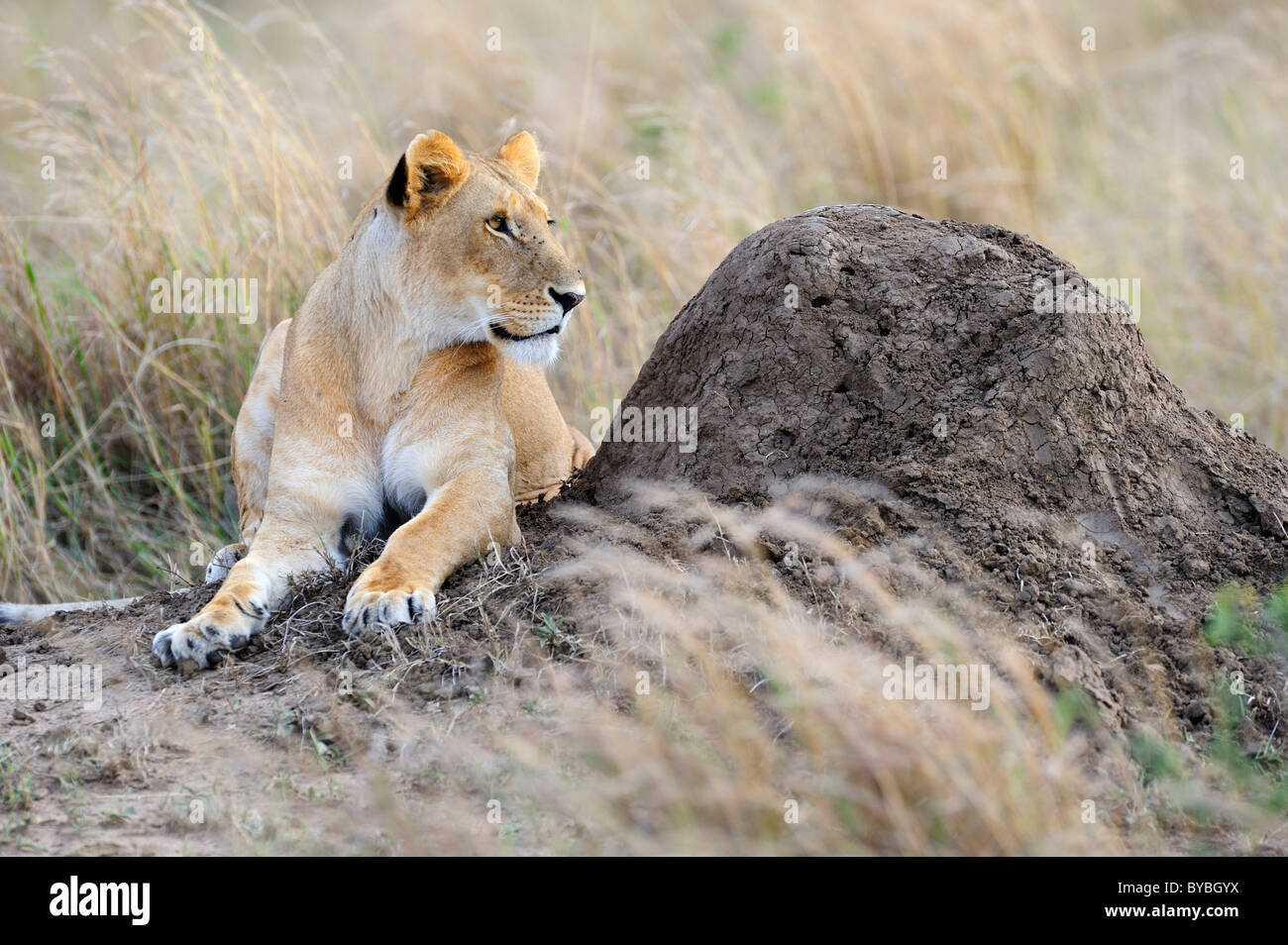 Lion (Panthera leo), femmina in appoggio su un tumulo termite, il Masai Mara riserva nazionale, Kenya, Africa Foto Stock