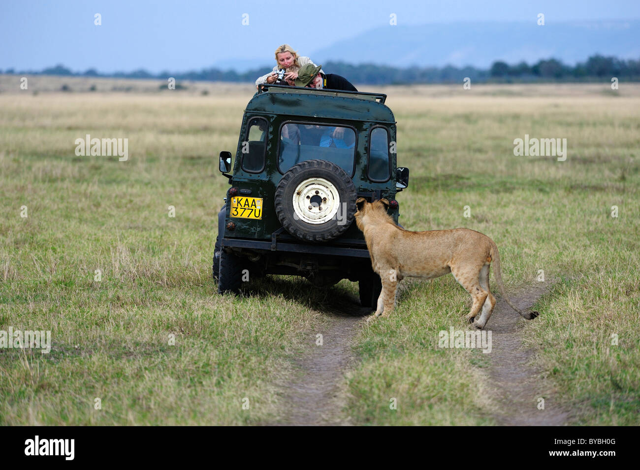 Lion (Panthera leo), giovani e turisti, il Masai Mara riserva nazionale, Kenya, Africa Foto Stock