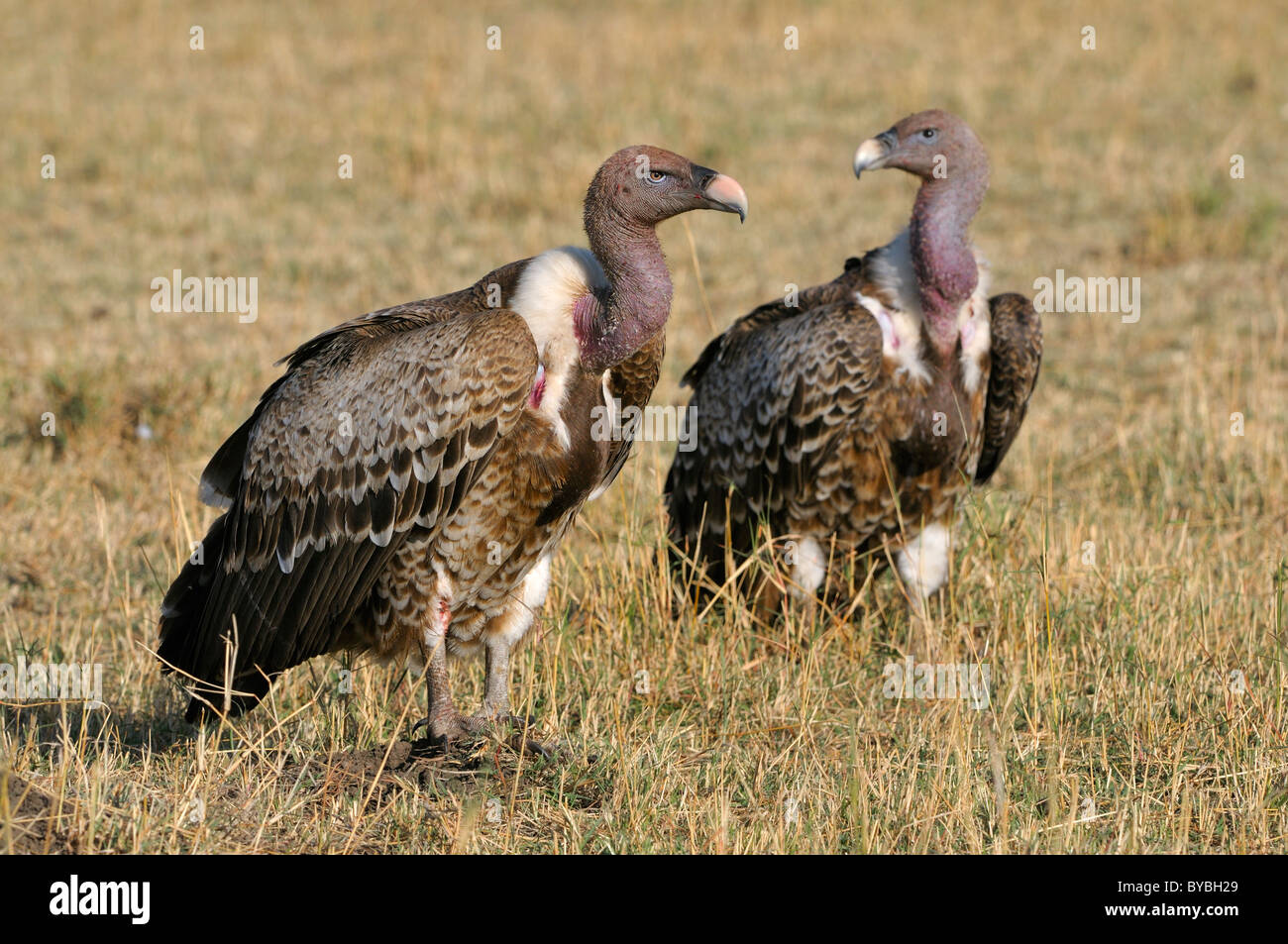 La Rueppell Vulture (Gyps rueppellii), il Masai Mara riserva nazionale, Kenya, Africa Foto Stock