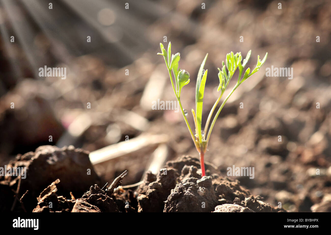 Una pianta giovane germoglio comincia a crescere Foto Stock