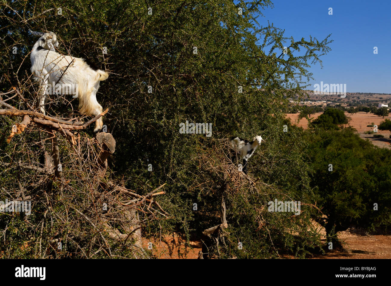 Due capre in alto un vecchio albero di Argan per mangiare il kernel di sementi a sud di essaouira marocco Foto Stock